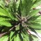 Auto Black Cream feminised Ganja Seeds Yüksek verimli kenevir tohumları