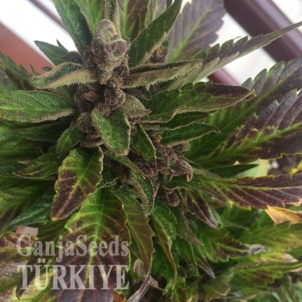 Auto Black Cream feminised Ganja Seeds