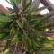 Auto Black Cream feminised Ganja Seeds Kenevir kültürü tohumları