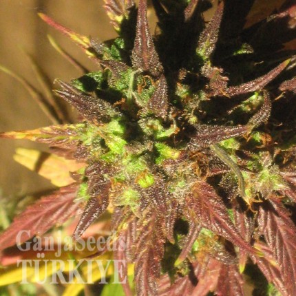 Auto Black Cream feminised Ganja Seeds