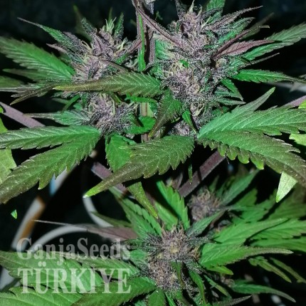 Auto Black Cream feminised Ganja Seeds