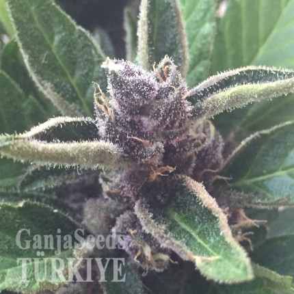 Auto Black Cream feminised Ganja Seeds