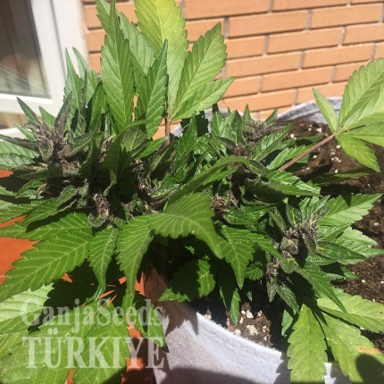 Auto Black Cream feminised Ganja Seeds