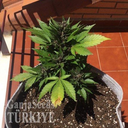 Auto Black Cream feminised Ganja Seeds