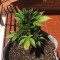 Auto Black Cream feminised Ganja Seeds Elit kenevir çeşidi tohumları