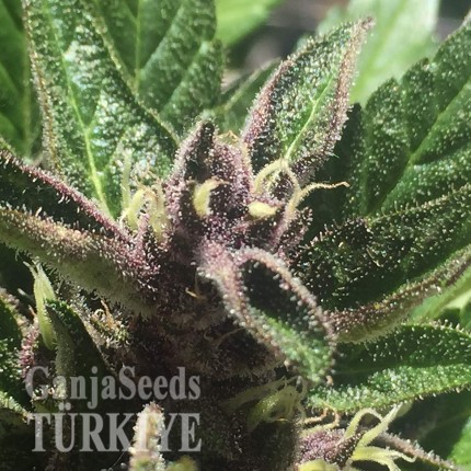 Auto Black Cream feminised Ganja Seeds