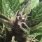 Auto Black Cream feminised Ganja Seeds Otoçiçeklenen kenevir tohumları