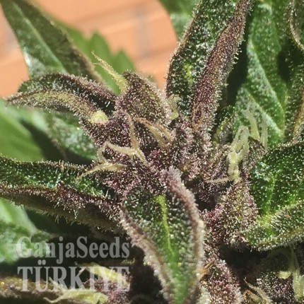 Auto Black Cream feminised Ganja Seeds