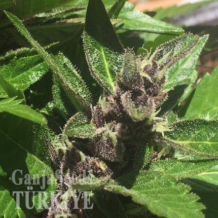 Auto Black Cream feminised Ganja Seeds
