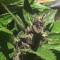 Türkiye’de Auto Black Cream feminised Ganja Seeds kenevir tohumu