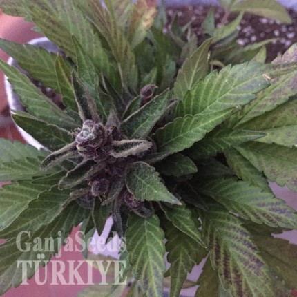 Auto Black Cream feminised Ganja Seeds