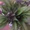 İstanbul’da  Auto Black Cream feminised Ganja Seeds kenevir tohumu