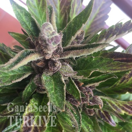 Auto Black Cream feminised Ganja Seeds
