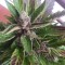 Ankara’da  Auto Black Cream feminised Ganja Seeds kenevir tohumu