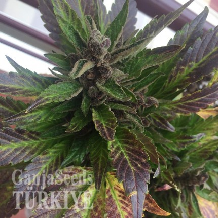 Auto Black Cream feminised Ganja Seeds