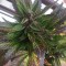İzmir’de  Auto Black Cream feminised Ganja Seeds kenevir tohumu