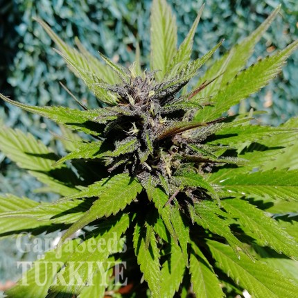 Auto Black Cream feminised Ganja Seeds