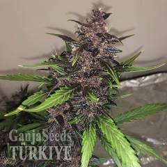 Auto Bloody Skunk feminised Ganja Seeds