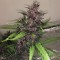 Antalya’da  Auto Bloody Skunk feminised Ganja Seeds kenevir tohumu