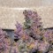 Bursa’da  Auto Bloody Skunk feminised Ganja Seeds kenevir tohumu