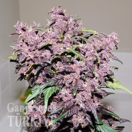 Auto Bloody Skunk feminised Ganja Seeds