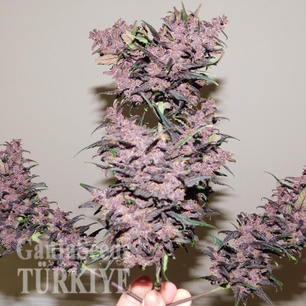 Auto Bloody Skunk feminised Ganja Seeds