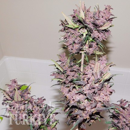 Auto Bloody Skunk feminised Ganja Seeds