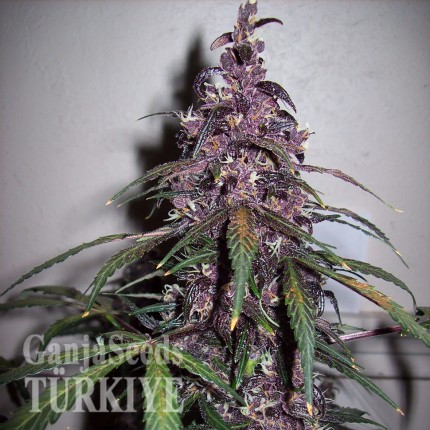 Auto Bloody Skunk feminised Ganja Seeds