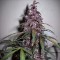 Hatay’da  Auto Bloody Skunk feminised Ganja Seeds kenevir tohumu