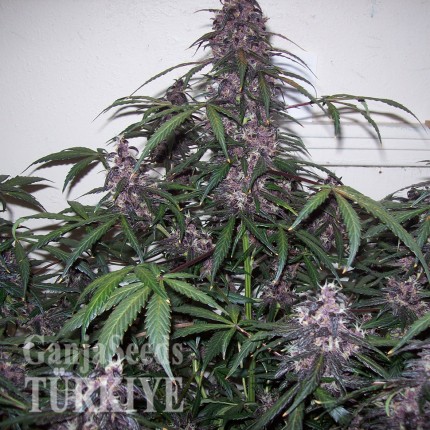 Auto Bloody Skunk feminised Ganja Seeds