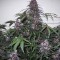 Isparta’da  Auto Bloody Skunk feminised Ganja Seeds kenevir tohumu