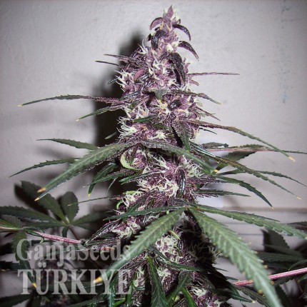 Auto Bloody Skunk feminised Ganja Seeds