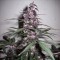 Konya’da Auto Bloody Skunk feminised Ganja Seeds  kenevir tohumu