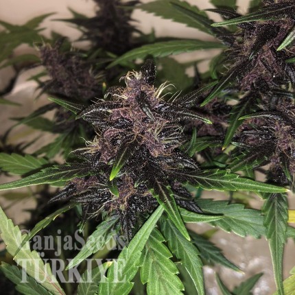 Auto Bloody Skunk feminised Ganja Seeds