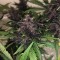 Mardin’de  Auto Bloody Skunk feminised Ganja Seeds kenevir tohumu