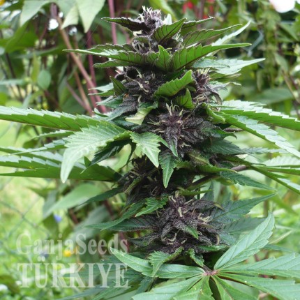 Auto Bloody Skunk feminised Ganja Seeds