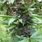 Rize’de  Auto Bloody Skunk feminised Ganja Seeds kenevir tohumu