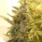 Auto Dreamberry feminised Ganja Seeds