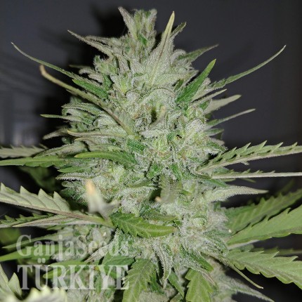 Auto Dreamberry feminised Ganja Seeds