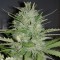 Auto Dreamberry feminised Ganja Seeds