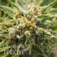 CBD Mango Haze feminised Ganja Seeds