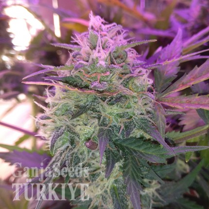 Auto Blue Amnesia feminised Ganja Seeds