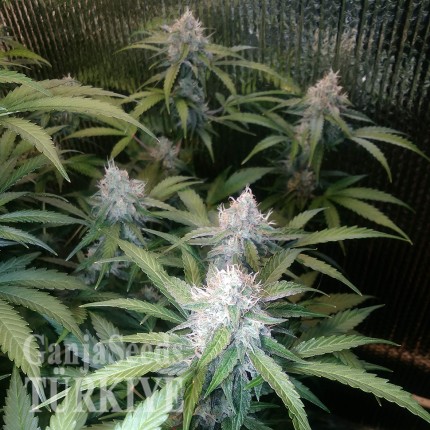 Auto Blue Amnesia feminised Ganja Seeds