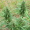 Auto Blue Amnesia feminised Ganja Seeds GanjaSeeds internet mağazsında otomatik çiçeklenen dişileştirilmiş kenevir tohumlarını satın al