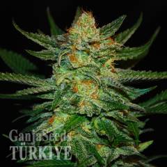 Auto Destroyer feminised Ganja Seeds