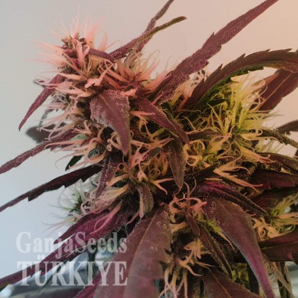 Amnesia feminised Ganja Seeds