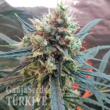 Amnesia feminised Ganja Seeds