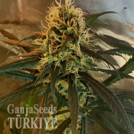 Amnesia feminised Ganja Seeds