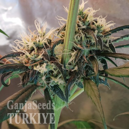 Amnesia feminised Ganja Seeds