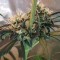 Amnesia feminised Ganja Seeds Fotoperyodik dişileştirilmiş kenevir tohumları